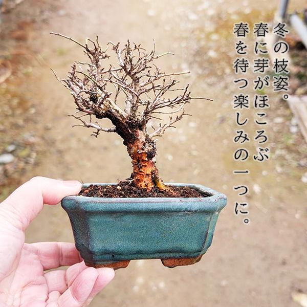 ミニ盆栽：にれけやき*陶器鉢（ 鉢はおまかせ） 楡欅ニレケヤキ雑木