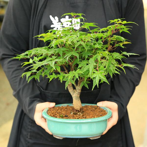 モミジ 盆栽 粘り良し 盆栽：特選 出猩々もみじ*(瀬戸焼みどり楕円鉢) momiji モミジ