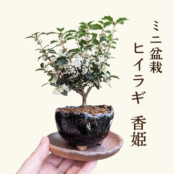 ミニ盆栽：ヒイラギ 香姫*（信楽焼藍色鉢）受け皿付き 鉢植えお試し