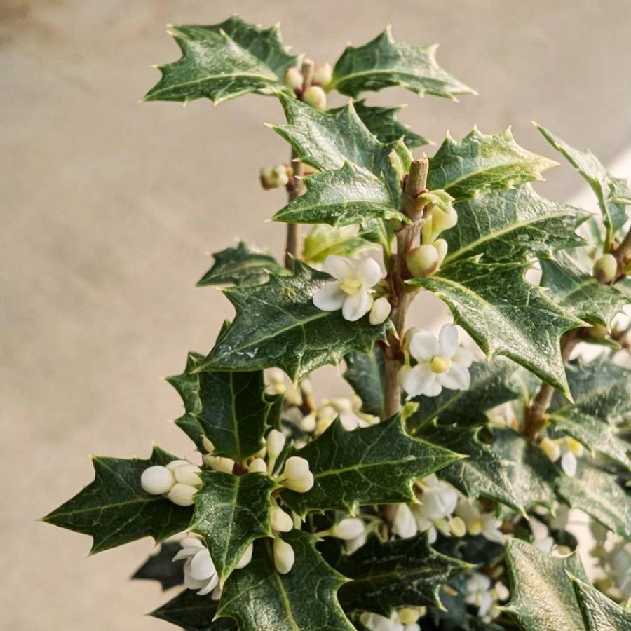 ミニ盆栽：ヒイラギ 香姫*（信楽焼藍色鉢）受け皿付き 鉢植えお試し