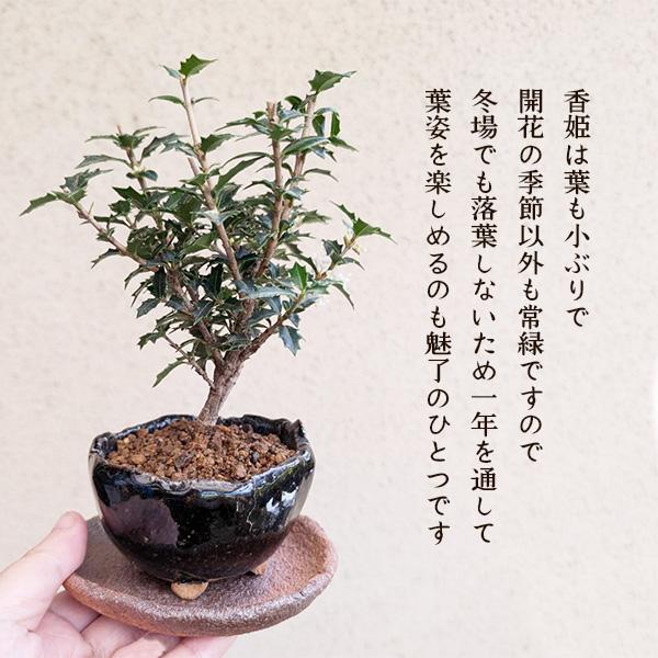 ミニ盆栽：ヒイラギ 香姫*（信楽焼藍色鉢）受け皿付き 鉢植えお試し