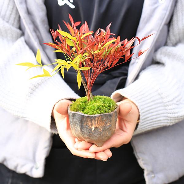 ミニ盆栽：紅白南天＜瀬戸焼小鉢＞*苔付き 期間限定販売 赤南天