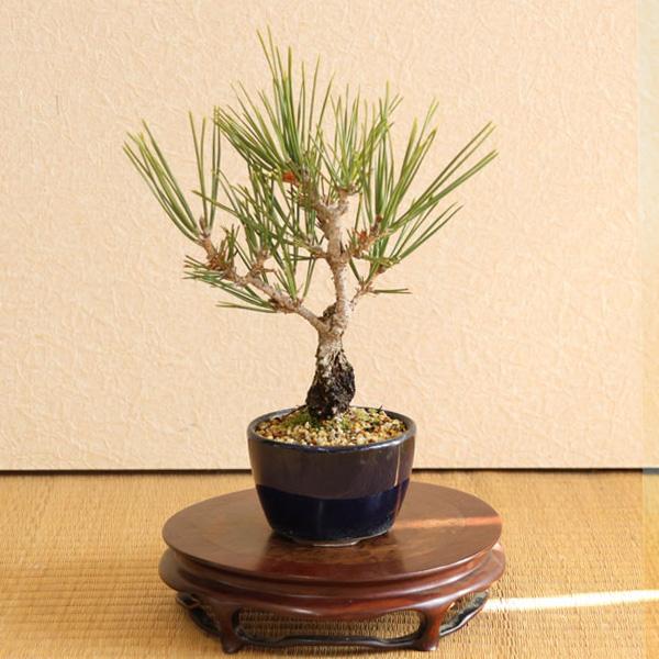 ミニ盆栽：錦松*（萬古焼青丸小鉢）錦松ニシキマツにしきまつ幹肌