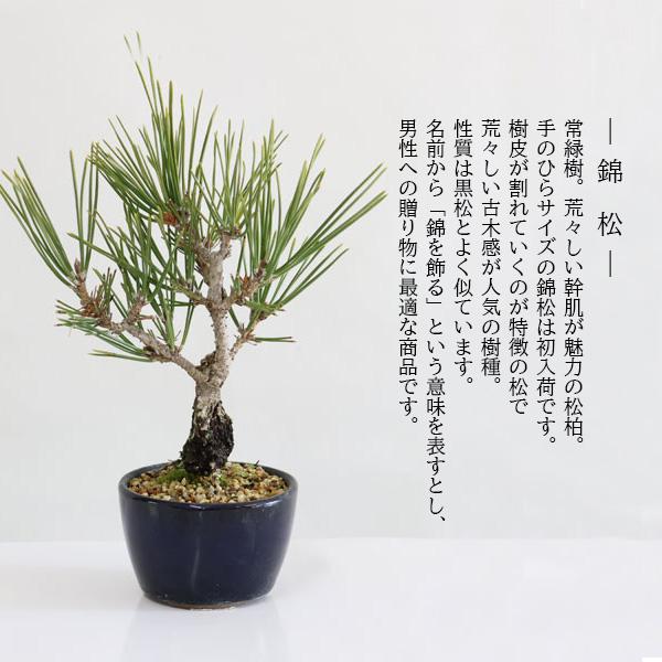 ミニ盆栽：錦松*（萬古焼青丸小鉢）錦松ニシキマツにしきまつ幹肌