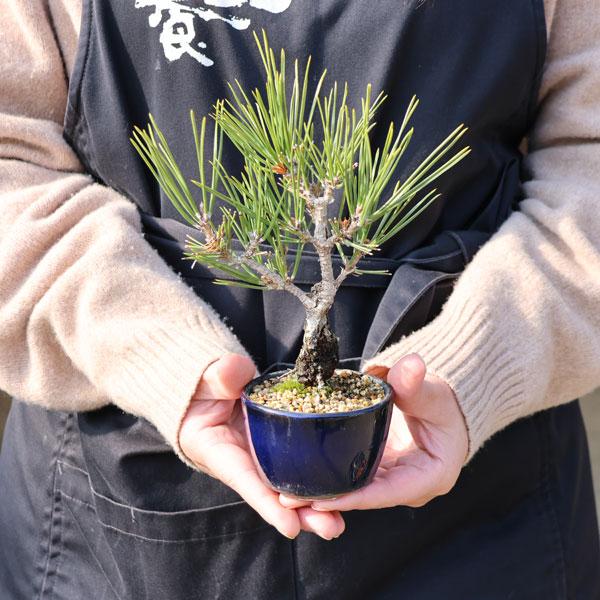ミニ盆栽：錦松*（萬古焼青丸小鉢）錦松ニシキマツにしきまつ幹肌