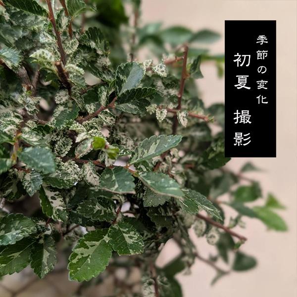 小品盆栽：斑入りにれけやき*（縁付長方白鉢） ふいりにれけやき欅