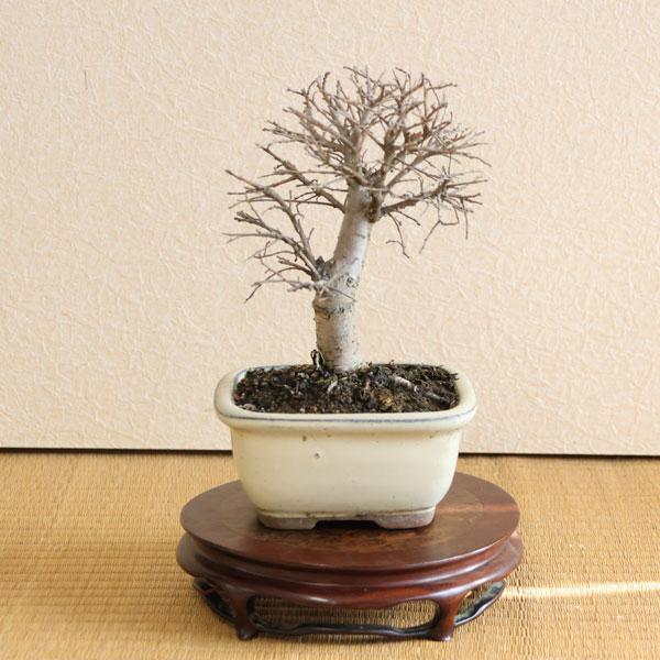 小品盆栽：斑入りにれけやき*（縁付長方白鉢） ふいりにれけやき欅