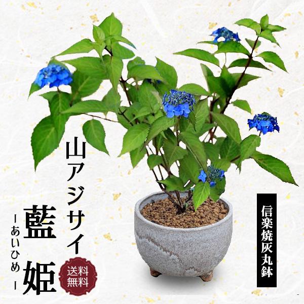 小品盆栽：山あじさい　藍姫*（信楽焼灰丸鉢）あいひめ和モダン山紫陽花山アジサイかみ山陶器 目が覚めるような濃い青色bonsai（Yahoo!・遊恵盆栽　Yahoo!店）