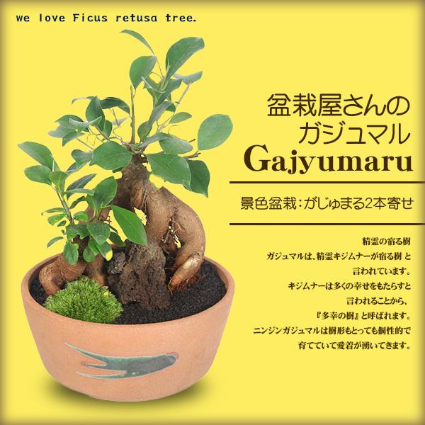 景色盆栽：ガジュマル2本寄せ*＜瀬戸焼鉢＞苔＆富士砂＆石付き