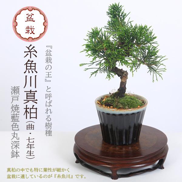 糸魚川真柏 盆栽 鉢植え　7 盆栽：糸魚川真柏（曲・7年生）*（瀬戸焼藍色丸深鉢）苔付き 鉢植え