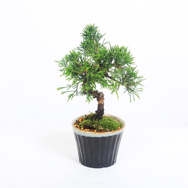 盆栽：糸魚川真柏（曲・7年生）*（瀬戸焼藍色丸深鉢）苔付き 鉢植え