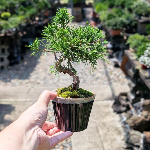 盆栽：糸魚川真柏（曲・7年生）*（瀬戸焼藍色丸深鉢）苔付き 鉢植え