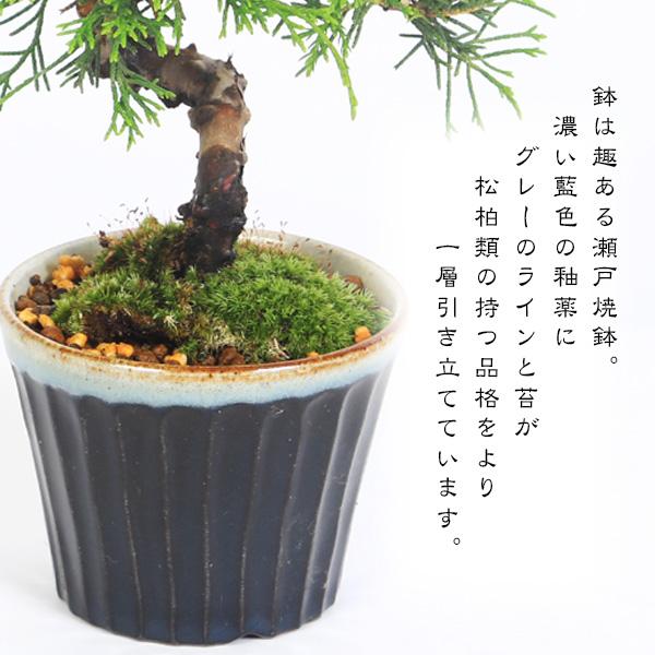 盆栽：糸魚川真柏（曲・7年生）*（瀬戸焼藍色丸深鉢）苔付き 鉢植え