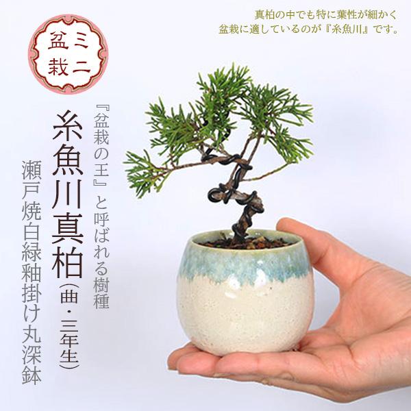 ミニ盆栽：糸魚川真柏（曲・3年生）*（瀬戸焼白緑釉掛け丸深鉢）お試し育てる鉢植え盆栽 いといがわしんぱくシンパクbonsai（Yahoo!・遊恵盆栽　Yahoo!店）