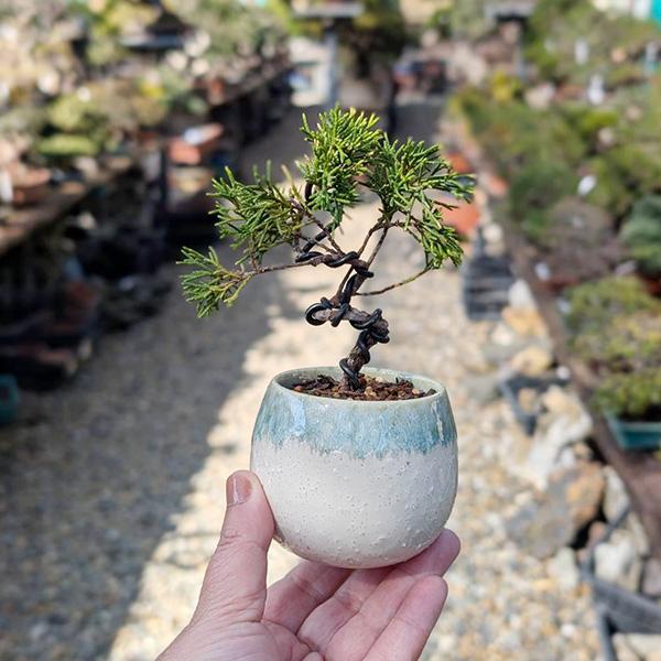 ミニ盆栽：糸魚川真柏（曲・3年生）*（瀬戸焼白緑釉掛け丸深鉢）お試し