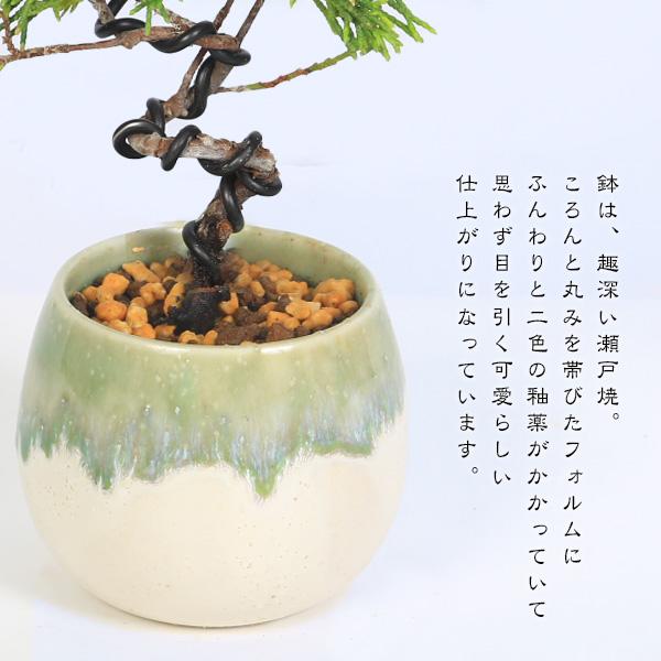 ミニ盆栽：糸魚川真柏（曲・3年生）*（瀬戸焼白緑釉掛け丸深鉢）お試し