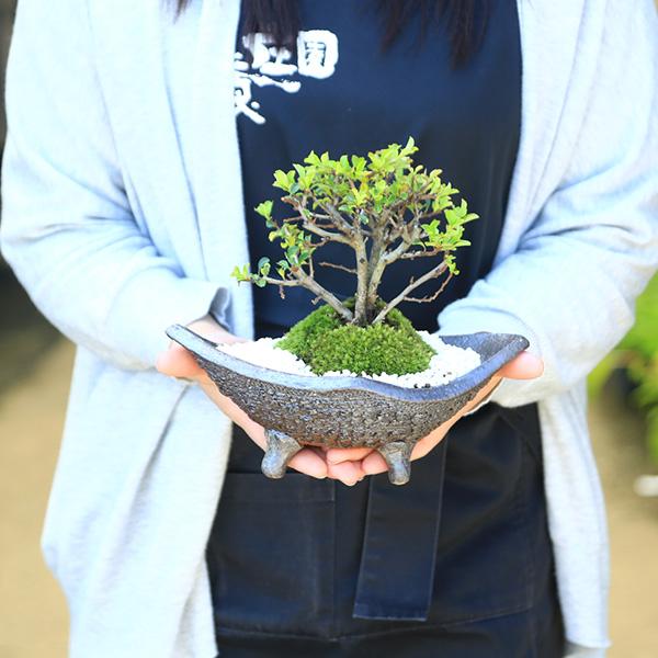 盆栽：長寿梅*(信楽焼黒釉平造舟型鉢) 寒水小袋付き 花盆栽木瓜ぼけ