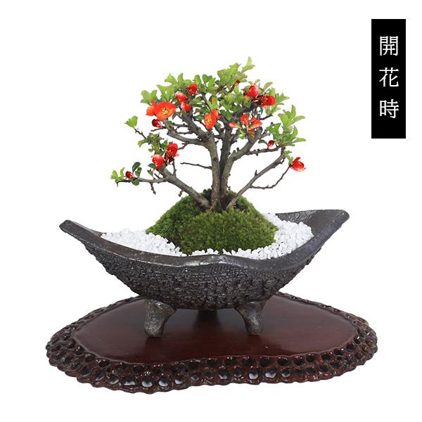 盆栽：長寿梅*(信楽焼黒釉平造舟型鉢) 寒水小袋付き 花盆栽木瓜ぼけ