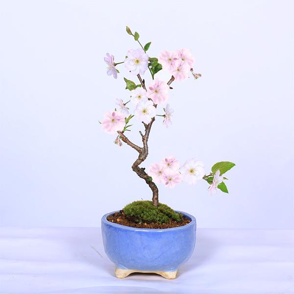 さくら盆栽：八重の輝き*(祥石(二代目)空色鉢) 苔付き＜2026年春開花