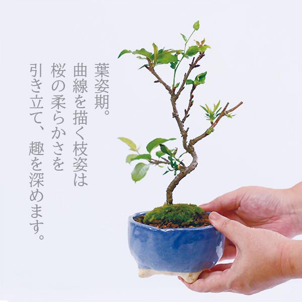 さくら盆栽：八重の輝き*(祥石(二代目)空色鉢) 苔付き＜2026年春開花