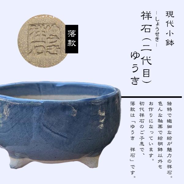 さくら盆栽：八重の輝き*(祥石(二代目)空色鉢) 苔付き＜2026年春開花
