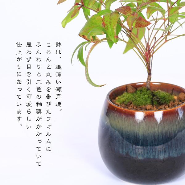 ミニ盆栽：お多福南天*（瀬戸焼丸鉢）苔付き お試し育てる鉢植え盆栽