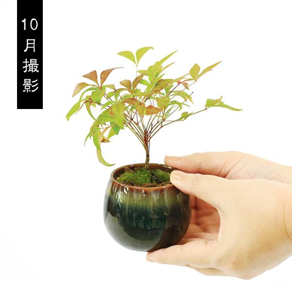 ミニ盆栽：お多福南天*（瀬戸焼丸鉢）苔付き お試し育てる鉢植え盆栽