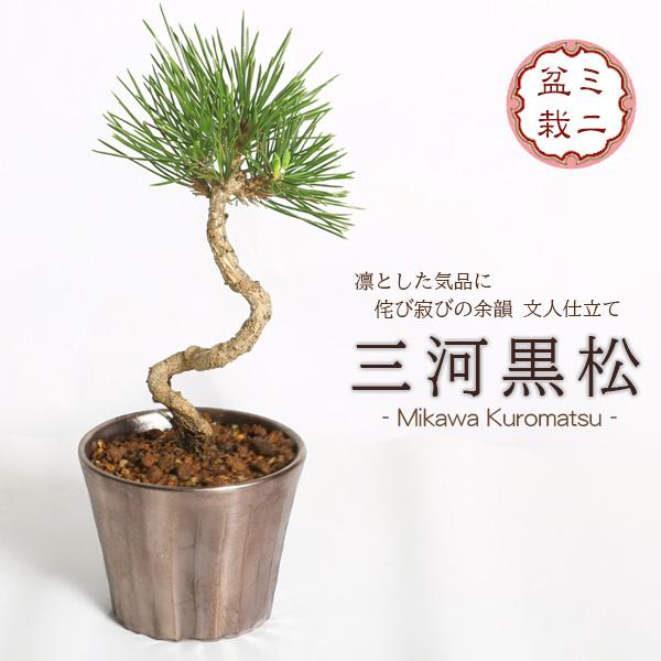 ミニ盆栽：三河黒松（文人・曲）*（瀬戸焼銅色反丸鉢）苔付き お試し