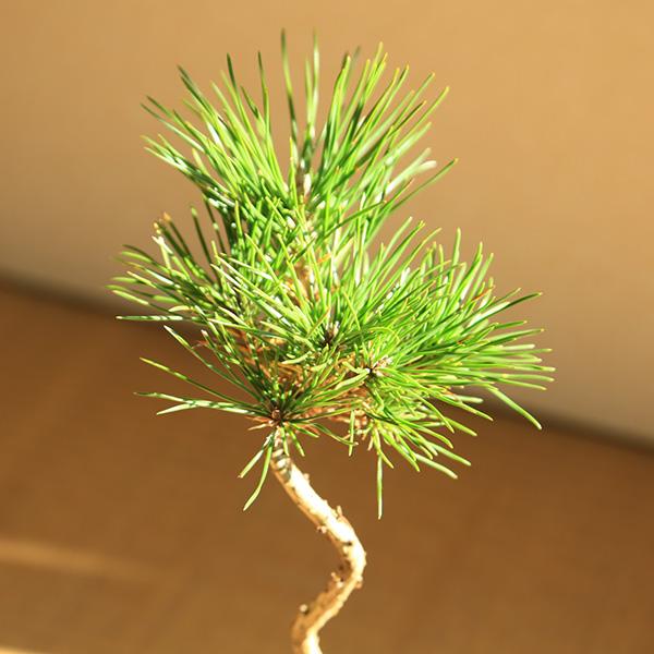 ミニ盆栽：三河黒松（文人・曲）*（瀬戸焼銅色反丸鉢）苔付き お試し