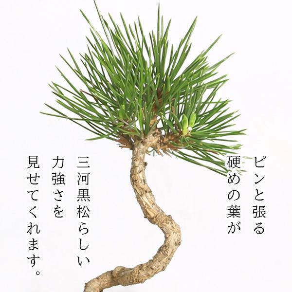 ミニ盆栽：三河黒松（文人・曲）*（瀬戸焼銅色反丸鉢）苔付き お試し