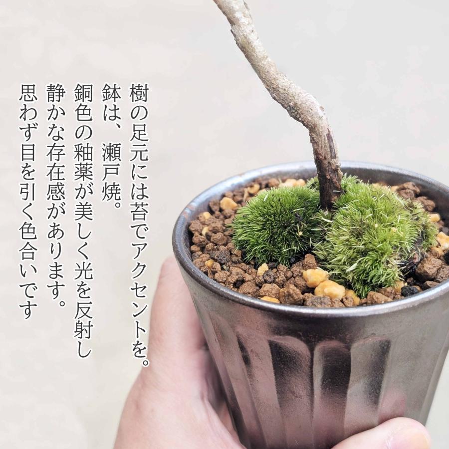 ミニ盆栽：三河黒松（文人・曲）*（瀬戸焼銅色反丸鉢）苔付き お試し