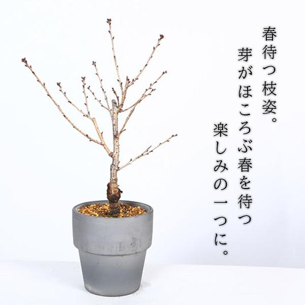 桜盆栽：御殿場桜*(三河焼いぶし丸鉢) （2026年春開花予定）桜サクラ