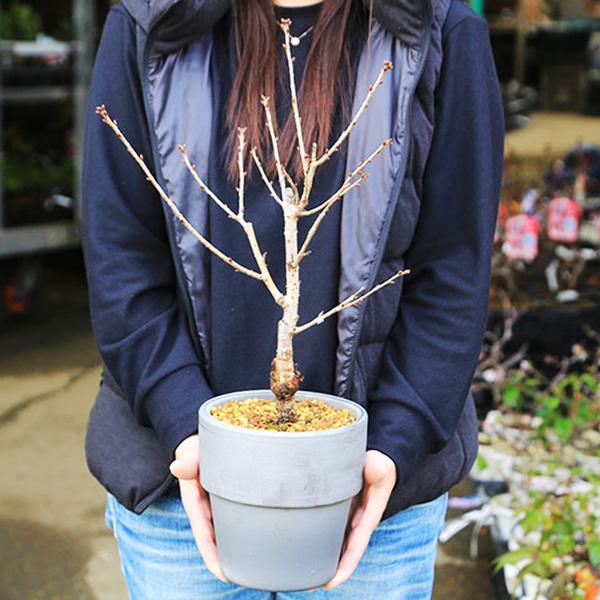 桜盆栽：御殿場桜*(三河焼いぶし丸鉢) （2026年春開花予定）桜サクラ