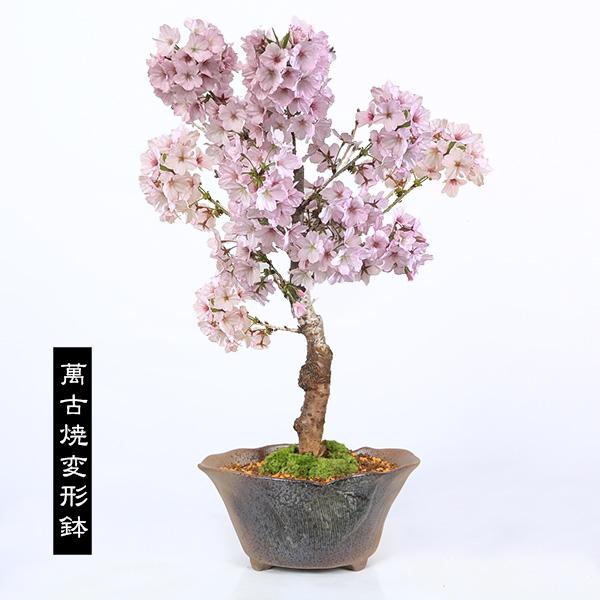 桜盆栽：御殿場桜*(鉢が選べる) 苔付き 迫力ある大きさ＜2026年開花