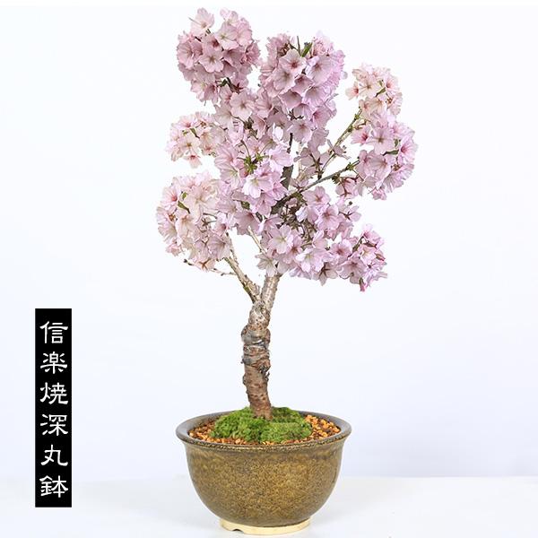 桜盆栽：御殿場桜*(鉢が選べる) 苔付き 迫力ある大きさ＜2026年開花