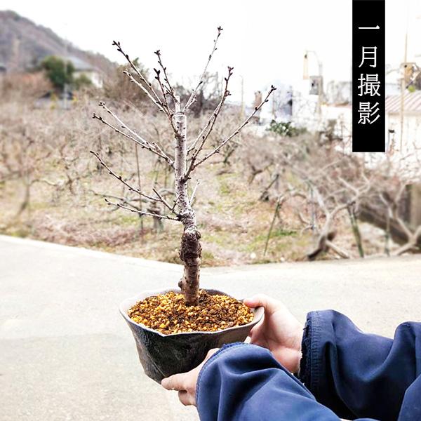 桜盆栽：御殿場桜*(鉢が選べる) 苔付き 迫力ある大きさ＜2026年開花