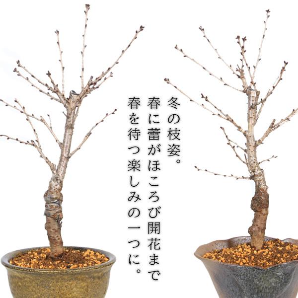 桜盆栽：御殿場桜*(鉢が選べる) 苔付き 迫力ある大きさ＜2026年開花