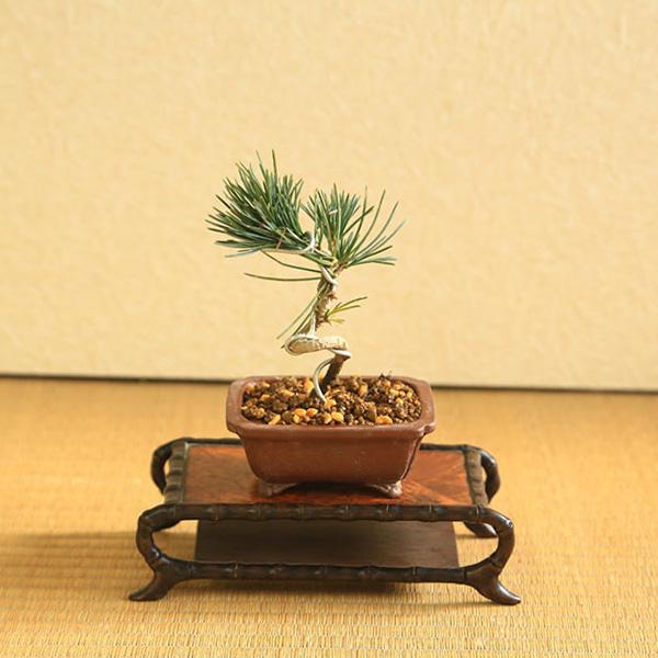 ミニ盆栽：五葉松（高級現代小鉢 柴勝 長方鉢)*葵あおい鉢植え高級鉢ご