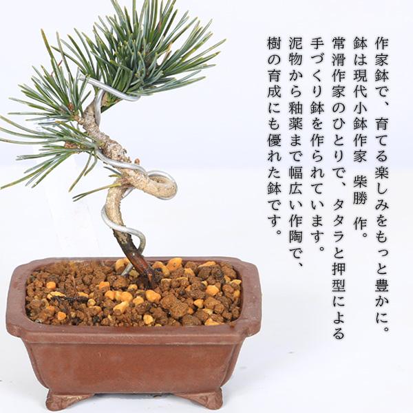 ミニ盆栽：五葉松（高級現代小鉢 柴勝 長方鉢)*葵あおい鉢植え高級鉢ご