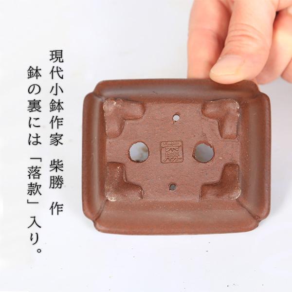 ミニ盆栽：五葉松（高級現代小鉢 柴勝 長方鉢)*葵あおい鉢植え高級鉢ご