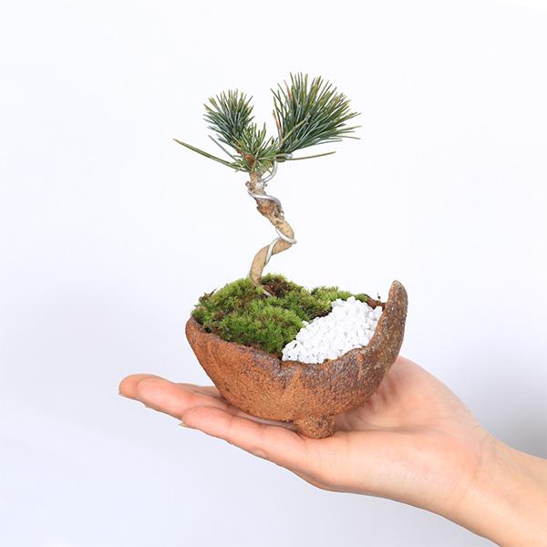 ミニ景色盆栽：五葉松*（くらま鉢）苔・寒水付き 葵あおい鉢植えお試し
