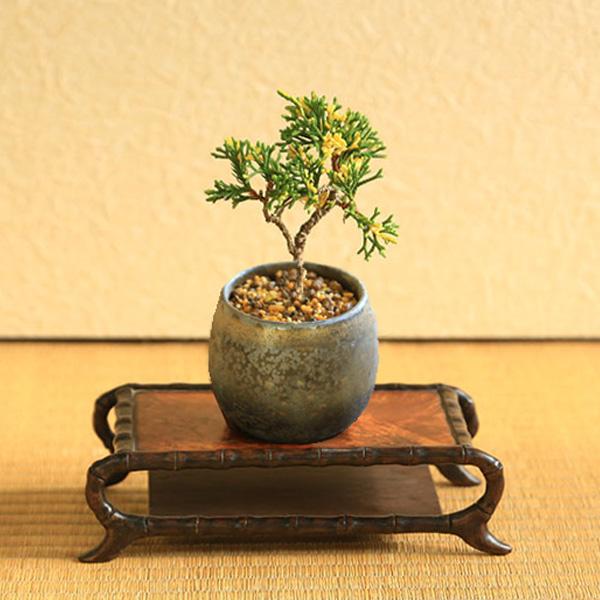 ミニ盆栽：斑入り真柏*（瀬戸焼金彩丸深鉢）お試し育てる鉢植え盆栽
