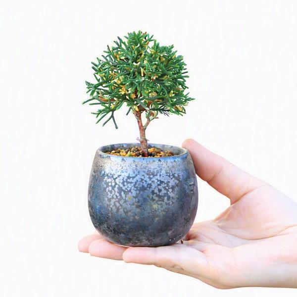 ミニ盆栽：斑入り真柏*（瀬戸焼金彩丸深鉢）お試し育てる鉢植え盆栽