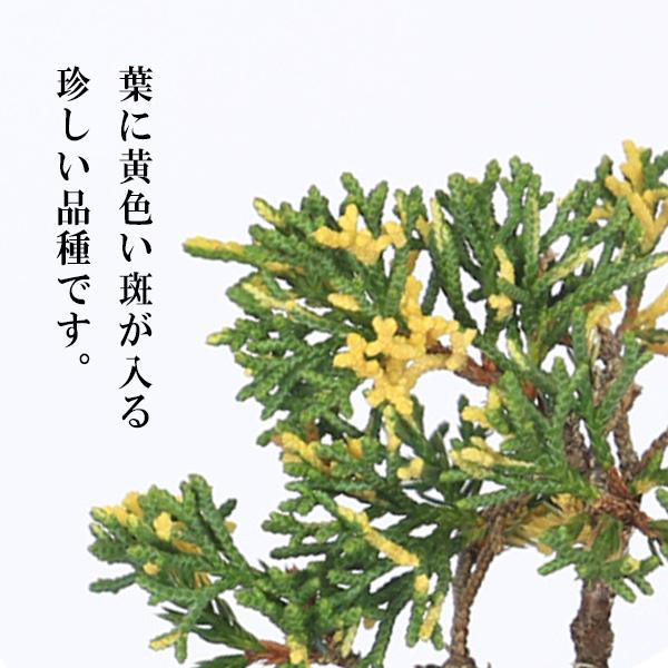 ミニ盆栽：斑入り真柏*（瀬戸焼銅色丸鉢）お試し育てる鉢植え盆栽しん