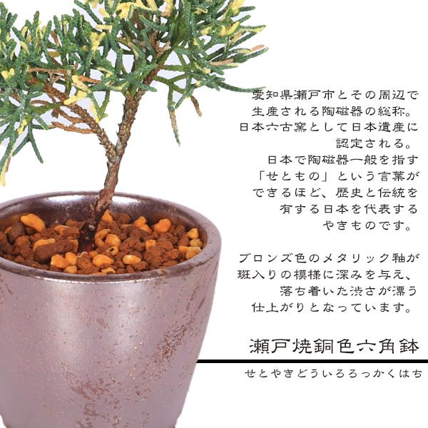 ミニ盆栽：斑入り真柏*（瀬戸焼銅色丸鉢）お試し育てる鉢植え盆栽しん