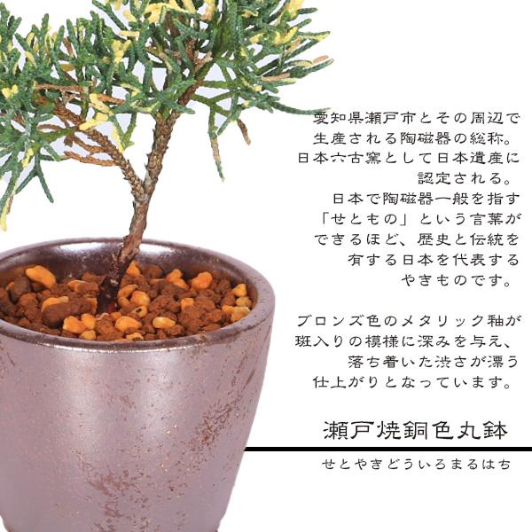 ミニ盆栽：斑入り真柏*（瀬戸焼銅色丸鉢）お試し育てる鉢植え盆栽しん