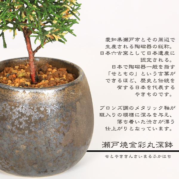 ミニ盆栽：斑入り真柏*（瀬戸焼金彩丸深鉢）お試し育てる鉢植え盆栽