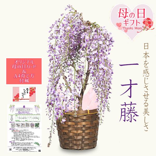 遅れてごめんね母の日ギフト2026 ：母の日一才藤 バスケット付*鉢花 鉢植え 苗木  ふじ フジbonsai（Yahoo!・遊恵盆栽　Yahoo!店）