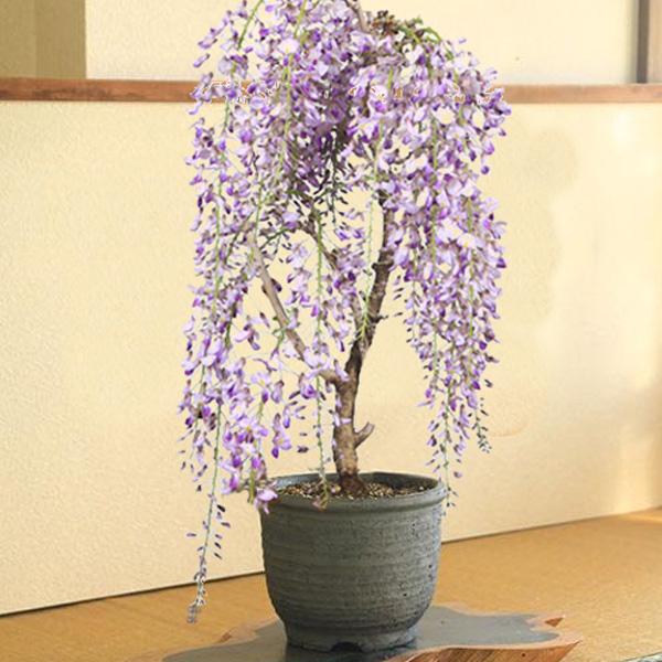 盆栽：一才藤（みまや焼水昇岩鉢）*藤 鉢植え 鉢花 プレゼントにも