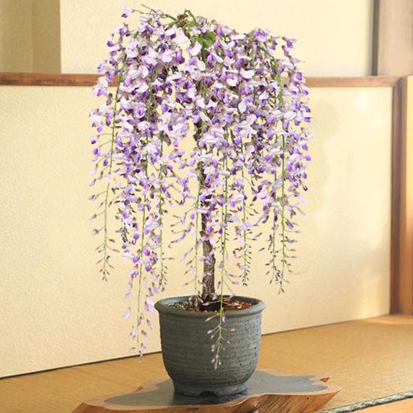 父の日ギフトにも盆栽：一才藤（みまや焼水昇岩鉢）*藤 鉢植え 鉢花
